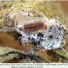 melitaea arduinna2 cocoon of larva3d